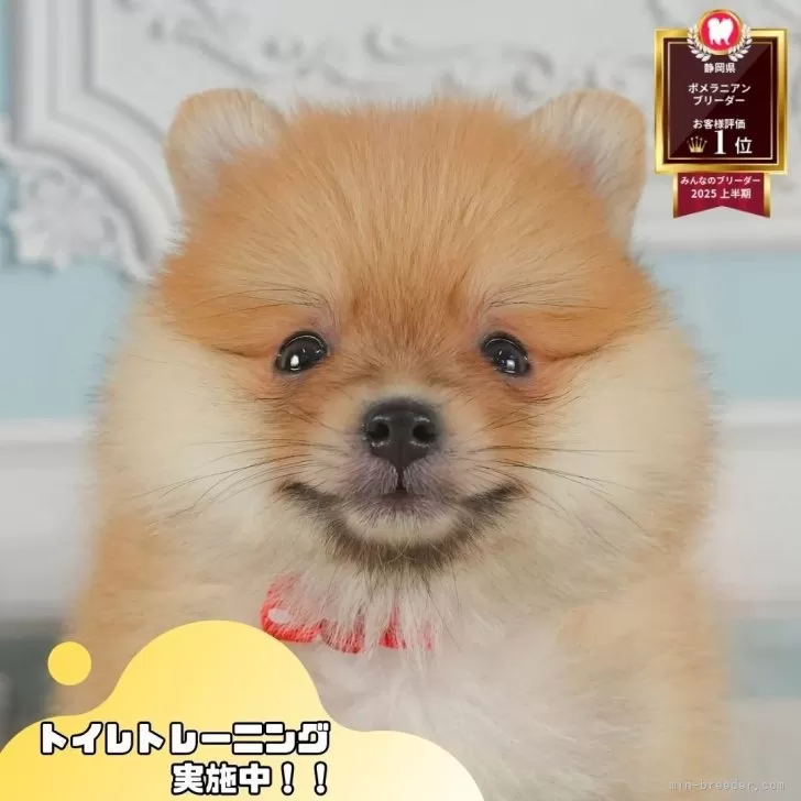 ID：2507-09095の子犬
