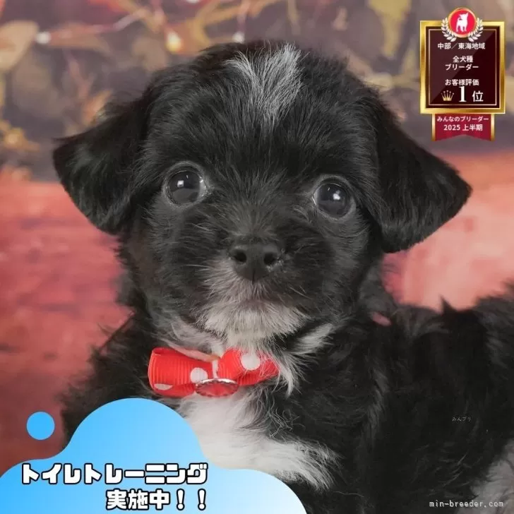 ID:2507-09091の子犬