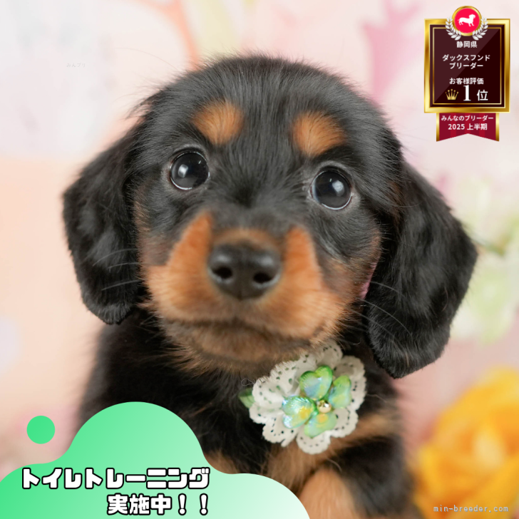 ブリーダー画像