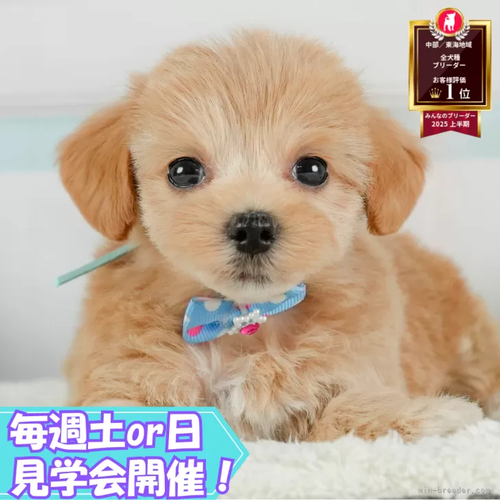 H.N 様のお迎えした子犬