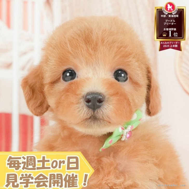 ブリーダー画像