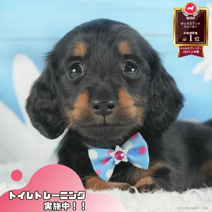 Y.S 様のお迎えした子犬