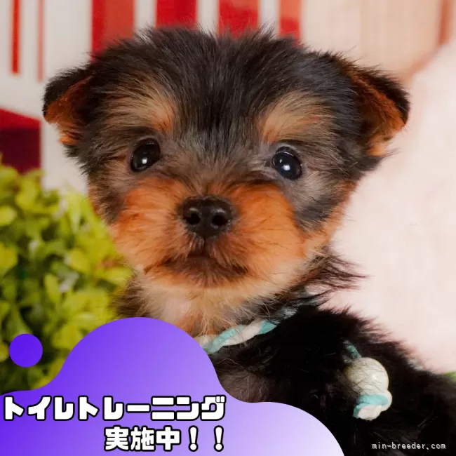 ID：2504-05955の子犬