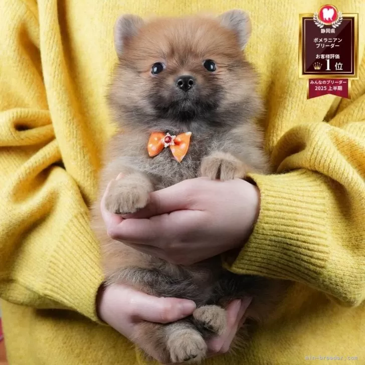 ポメラニアン【静岡県・女の子・2025年10月24日・オレンジセーブル】の写真1「沢山の子犬画像や当犬舎の情報を掲載しています💖是非、見てください🎶」