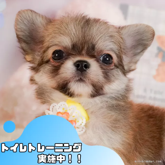 ID：2504-05966の子犬