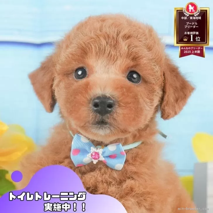 トイプードル(トイ)【静岡県・男の子・2025年5月22日・レッド】の写真1「沢山の子犬画像や当犬舎の情報を掲載しています💖是非、見てください🎶」