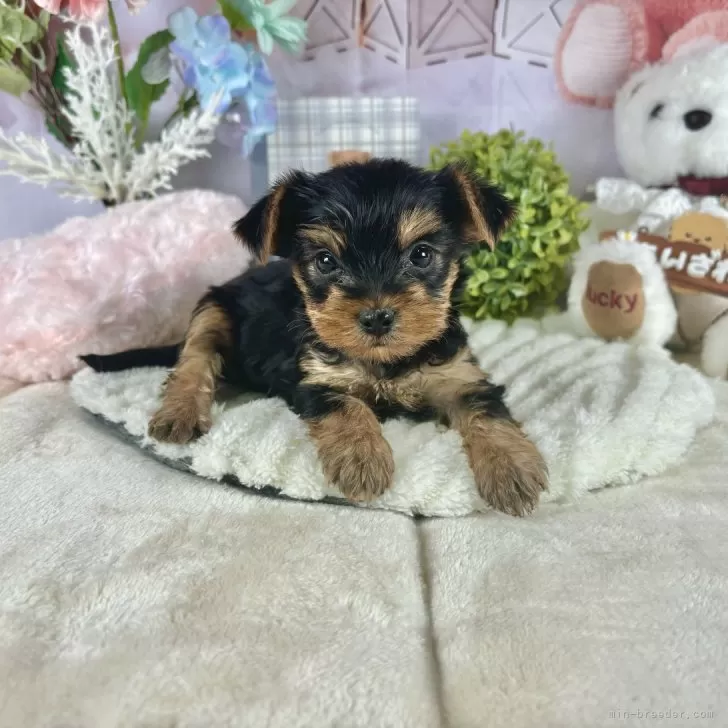 ID:2503-01331の子犬