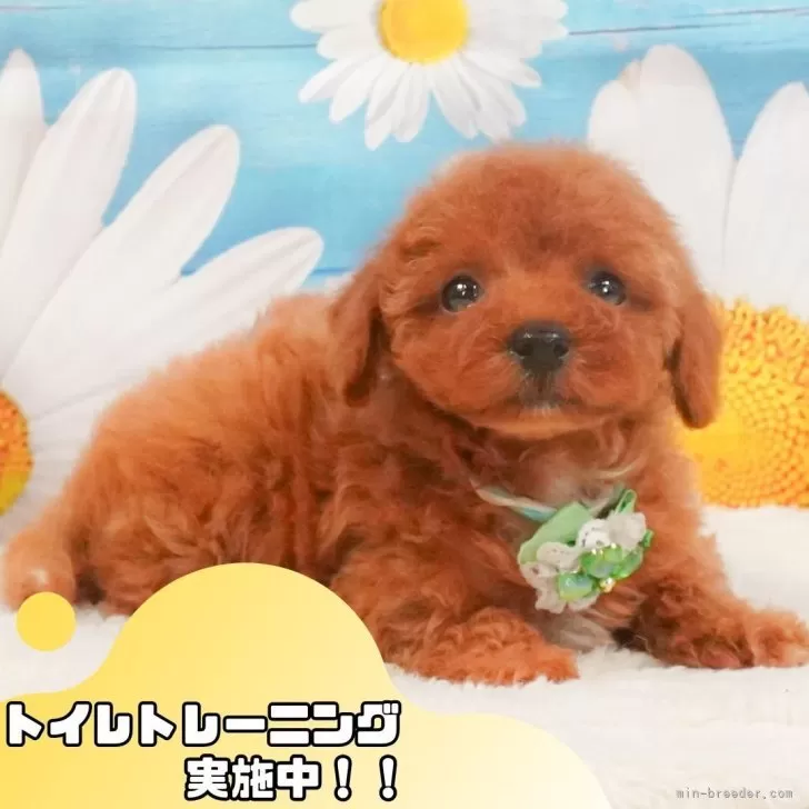 ID:2505-05486の子犬
