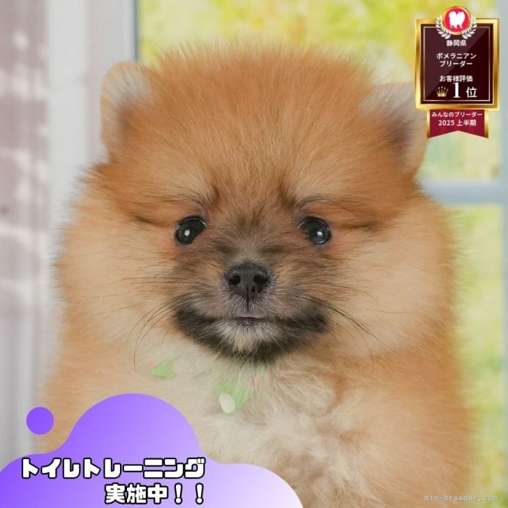 ブリーダー画像
