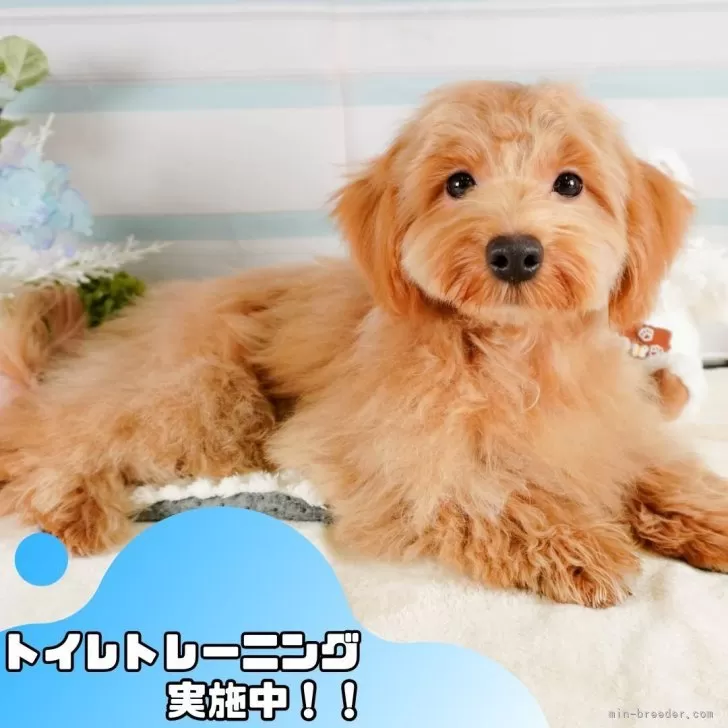 ID：2412-00977の子犬