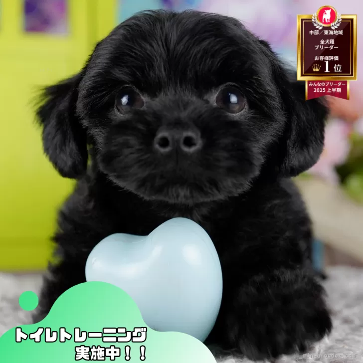 N.N 様のお迎えした子犬