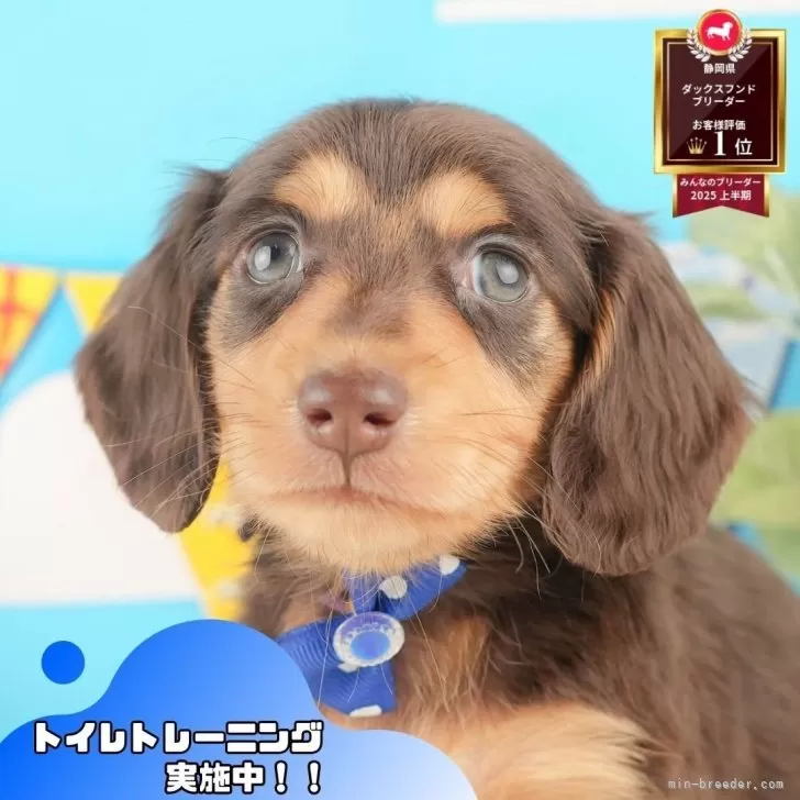 カニンヘンダックスフンド(ロング)【静岡県・男の子・2025年9月30日・チョコレート&amp;タン】の写真1「沢山の子犬画像や当犬舎の情報を掲載しています💖是非、見てください🎶」