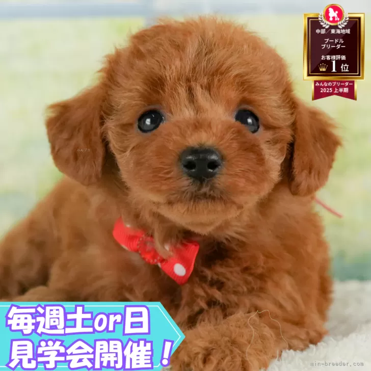 ID：2507-09101の子犬
