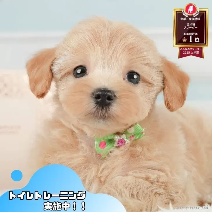 N.O 様のお迎えした子犬