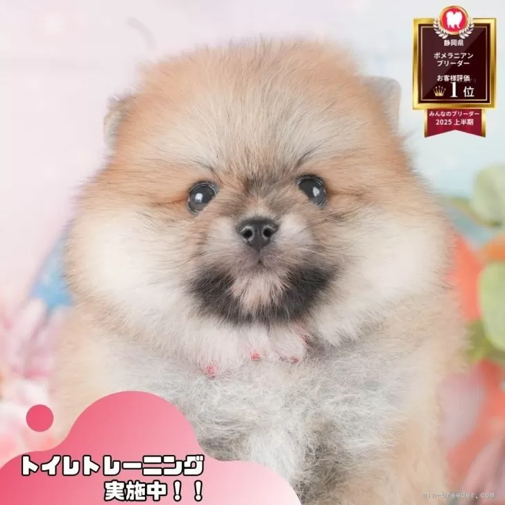 ポメラニアン【静岡県・女の子・2025年9月16日・オレンジ】の写真1「沢山の子犬画像や当犬舎の情報を掲載しています💖是非、見てください🎶」