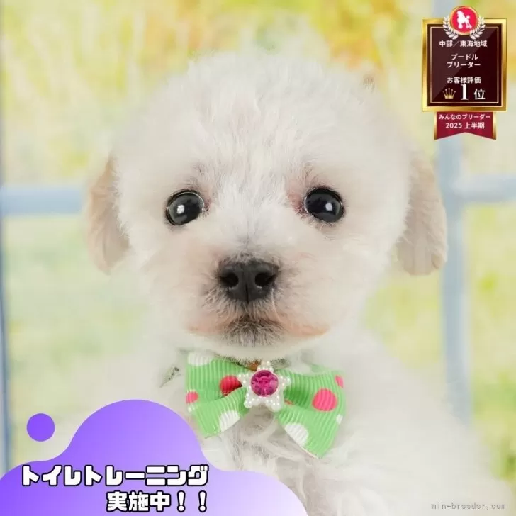 K.O 様のお迎えした子犬