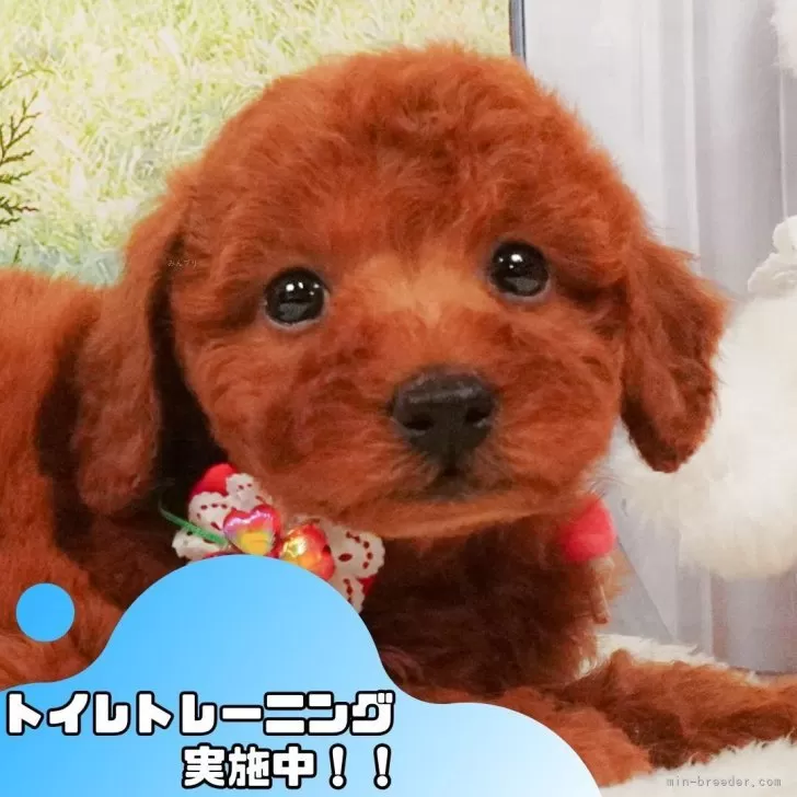 ID:2506-00979の子犬