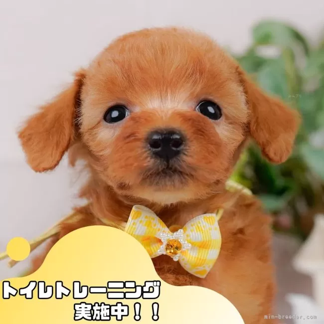 タイニープードル【静岡県・女の子・2025年2月23日・レッド】の写真1「沢山の子犬画像や当犬舎の情報を掲載しています💖是非、見てください🎶」