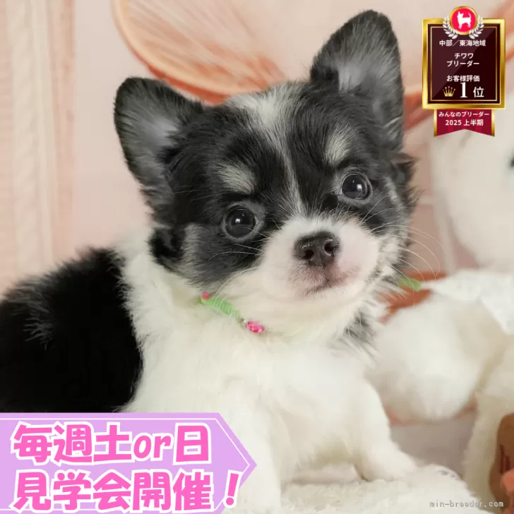 ID：2509-02953の子犬