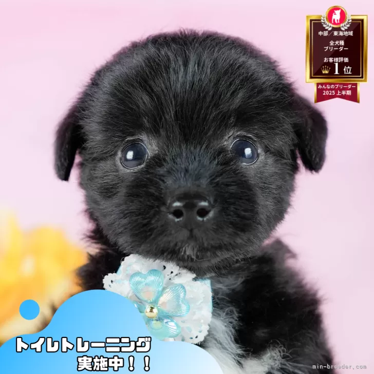 チワプー(トイプードル×チワワ)【静岡県・男の子・2025年9月3日・ブラック&amp;ホワイト】の写真1「沢山の子犬画像や当犬舎の情報を掲載しています💖是非、見てください🎶」