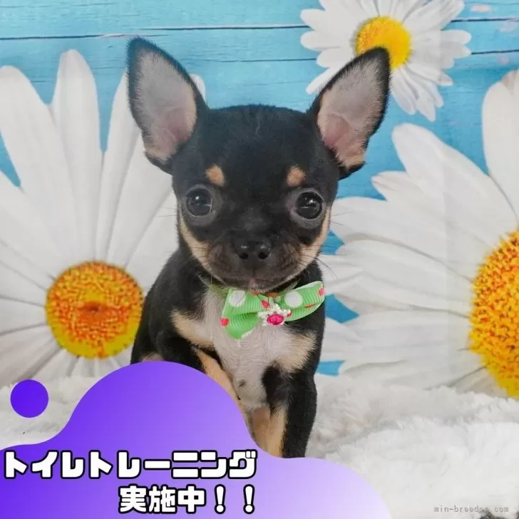 ID:2502-03417の子犬