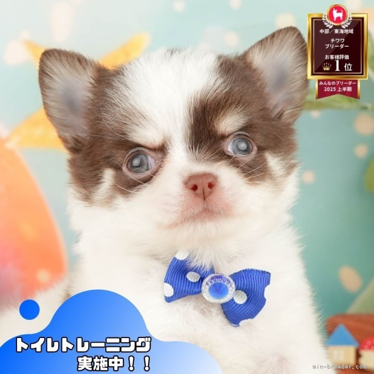 ブリーダー画像