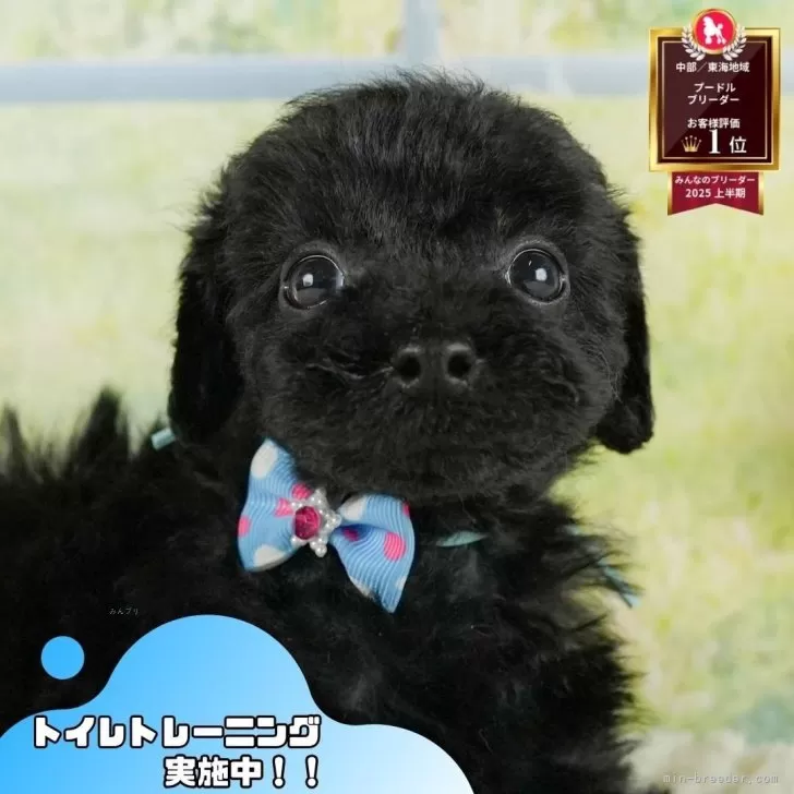 N.S 様のお迎えした子犬