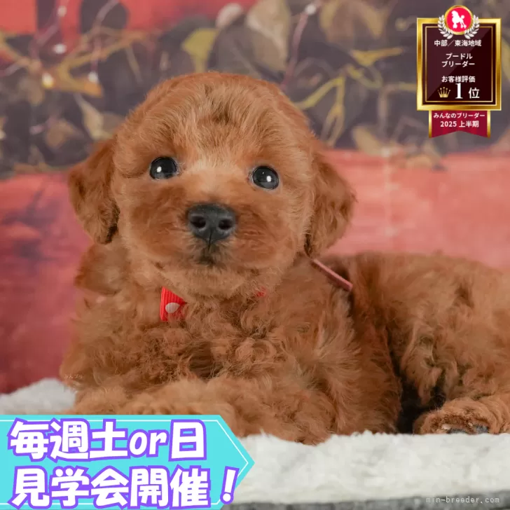 トイプードル(トイ)【静岡県・男の子・2025年6月25日・レッド】の写真1「沢山の子犬画像や当犬舎の情報を掲載しています💖是非、見てください🎶」