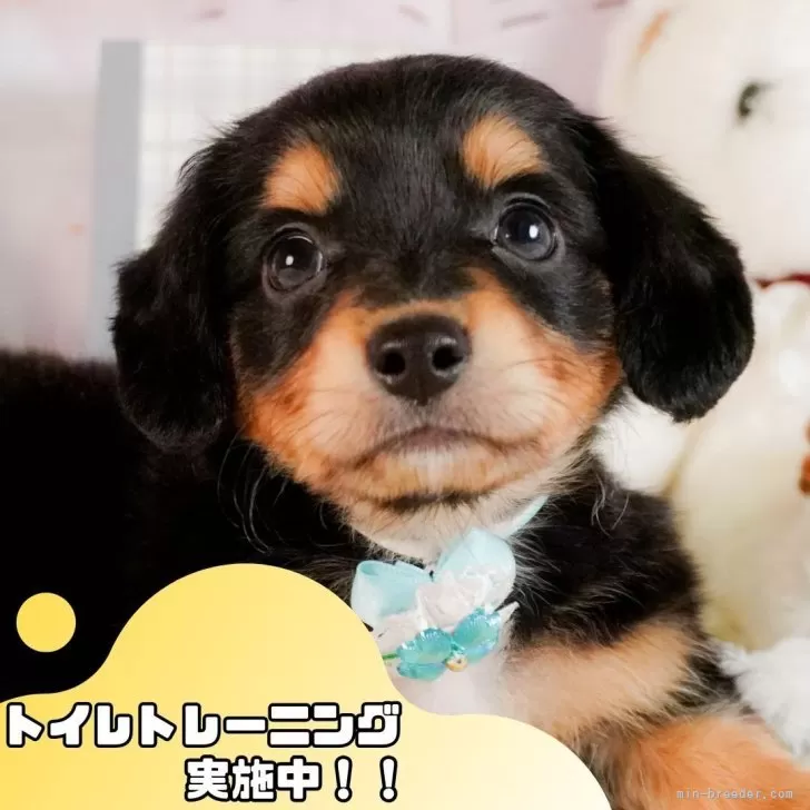 ID:2504-04266の子犬