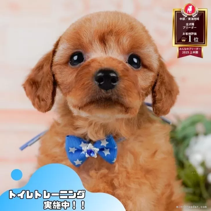 ID:2506-01207の子犬