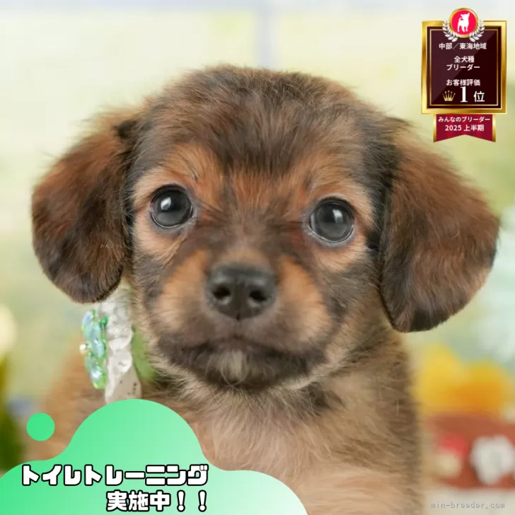 Y.K 様のお迎えした子犬