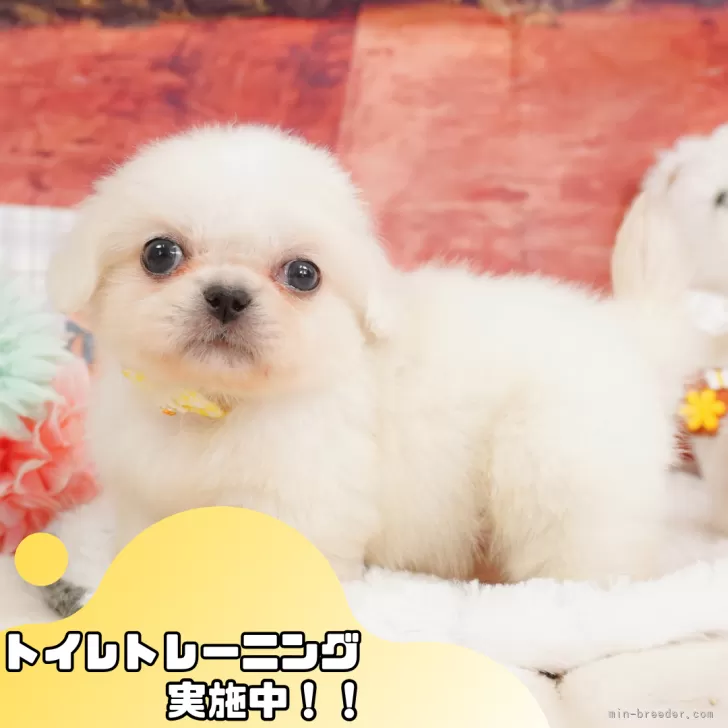 ID:2501-00450の子犬
