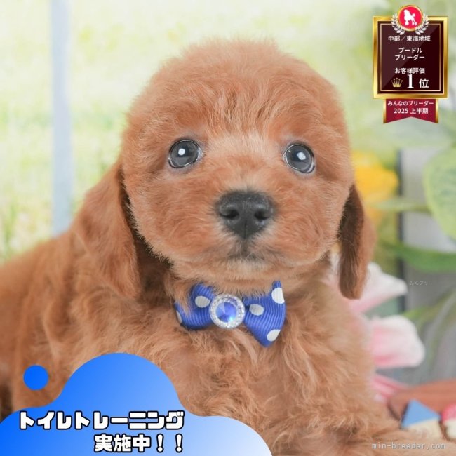 ブリーダー画像