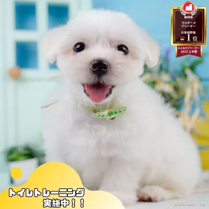 マルルちゃん 様のお迎えした子犬