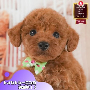 トイプードル(トイ)【静岡県・女の子・2025年6月20日・レッド】の写真「🐶🍉8/3(日)わんちゃんの見学会開催🍉🐶」
