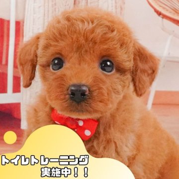 トイプードル(トイ)【静岡県・女の子・2025年5月12日・レッド】の写真「🐶🍧7/20(日)こいぬの見学会開催🍧🐶」