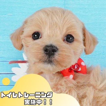 マルプー(マルチーズ×トイプードル)【静岡県・男の子・2025年5月21日・アプリコット】の写真「💠7/12(土)わんちゃんの見学会開催💠🐶」