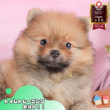 ポメラニアン【静岡県・女の子・2025年10月24日・オレンジセーブル】の写真「✨🎅12/14こいぬの見学会🎅✨ 残り5枠‼️」