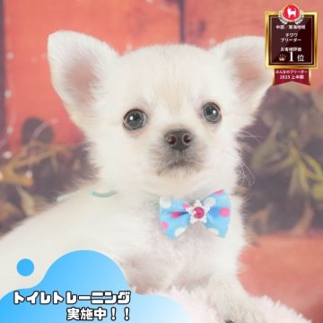 チワワ(ロング)【静岡県・男の子・2025年7月6日・ホワイト】の写真「9月7日開催🎉プードル＆MIX見学会🐶」