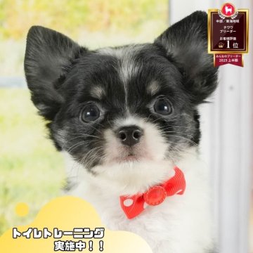 チワワ(ロング)【静岡県・女の子・2025年7月24日・ブラックタン&ホワイト】の写真「シルバーW相談会🎉9/21見学会🐾」