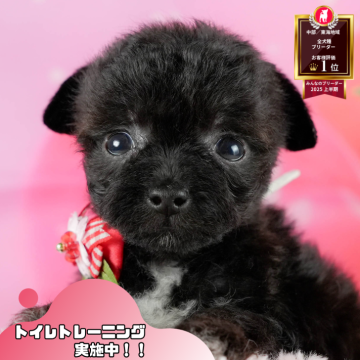 チワプー(トイプードル×チワワ)【静岡県・女の子・2025年9月3日・ブラック&ホワイト】の写真「🐶【11/1・3】選べる体験会＆見学会開催🎉」