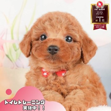 トイプードル(トイ)【静岡県・女の子・2025年10月11日・レッド】の写真「🐶40頭集合！11/29～30は見学会開催！🧣」