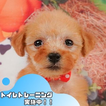 トイプードル(トイ)【静岡県・女の子・2024年10月26日・アプリコット】の写真「2/11(火)、16(日)見学会開催🎉」