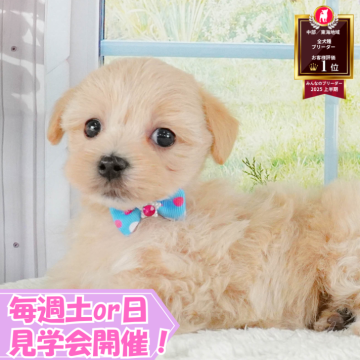 マルプー(マルチーズ×トイプードル)【静岡県・男の子・2025年5月21日・クリーム】の写真「🐶10/5(日)プードル/MIXの見学会開催💞」