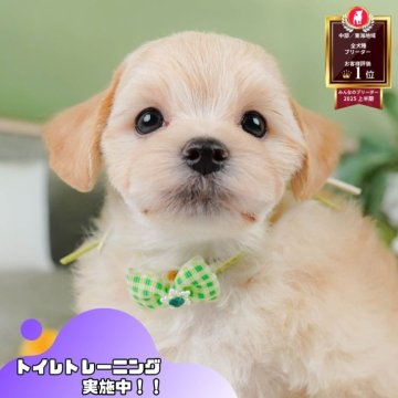 マルプー(マルチーズ×トイプードル)【静岡県・男の子・2025年4月8日・クリーム】の写真「🐶🍉8/3(日)わんちゃんの見学会開催🍉🐶」