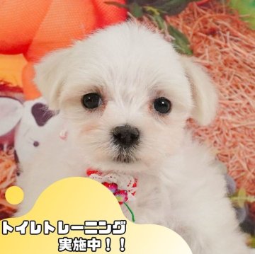 マルチーズ【静岡県・女の子・2024年10月24日・ホワイト】の写真「1/18(土)見学会開催🎉」