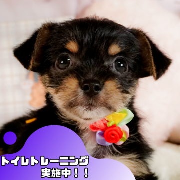 チーキー(チワワ×ヨークシャーテリア)【静岡県・男の子・2025年3月7日・ブラックタン】の写真「🐶5/17(土)ワンちゃんの見学会開催🌷」