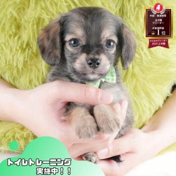 チワックス(チワワ×ダックスフンド)【静岡県・女の子・2025年10月11日・シェーデッドイエロー】の写真「🐶40頭集合！11/29～30は見学会開催！🧣」