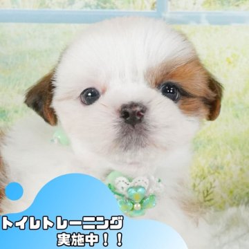 シーズー【静岡県・女の子・2025年5月19日・ゴールド&ホワイト】の写真「💠7/12(土)わんちゃんの見学会開催💠🐶」