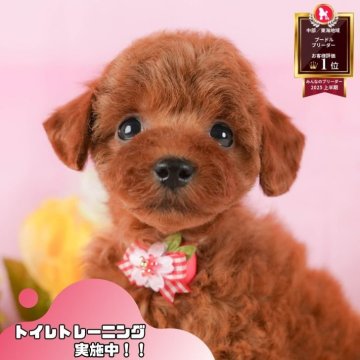 トイプードル(トイ)【静岡県・女の子・2025年8月21日・レッド】の写真「🐾🎃10/18(土)こいぬの見学会開催🎃🐾」